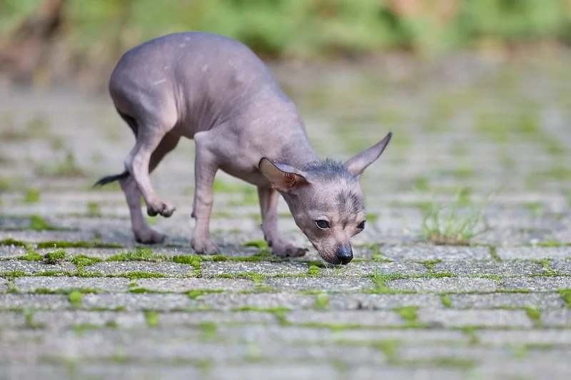 Tarifs détection canine : ce qui fait varier le prix