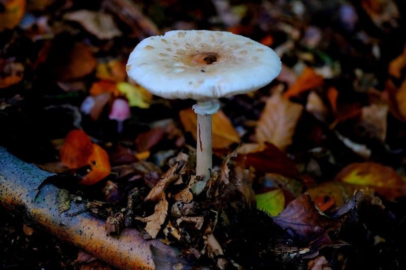Découvrez le champignon bolet jaune : trésor gourmand de 2026 à ne pas manquer