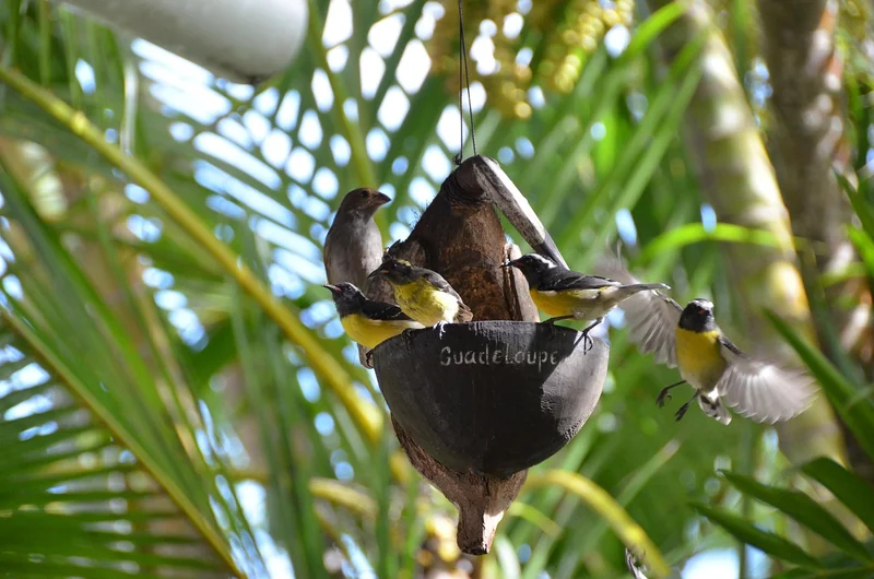 Comment nourrir un oisillon mésange en 2026