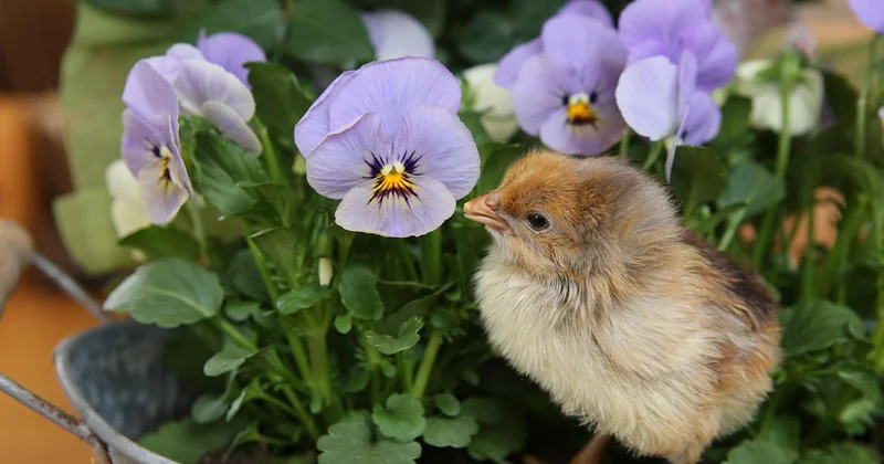Vous trouvez un oisillon de mésange : ce qu'il faut vraiment faire