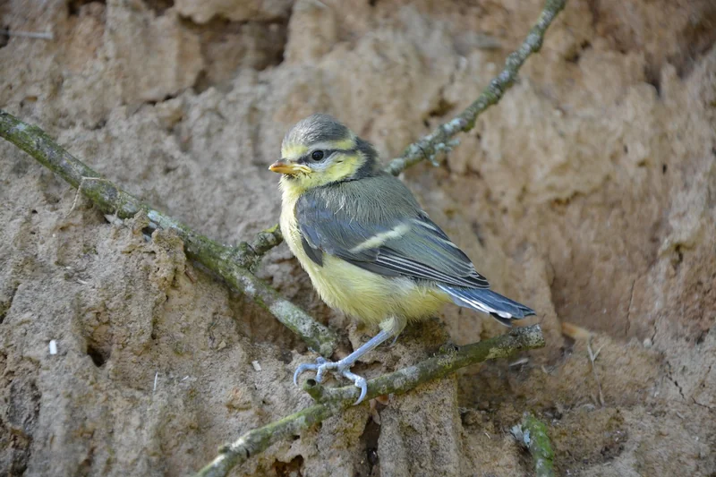 Les 3 erreurs qui tuent un oisillon mésange