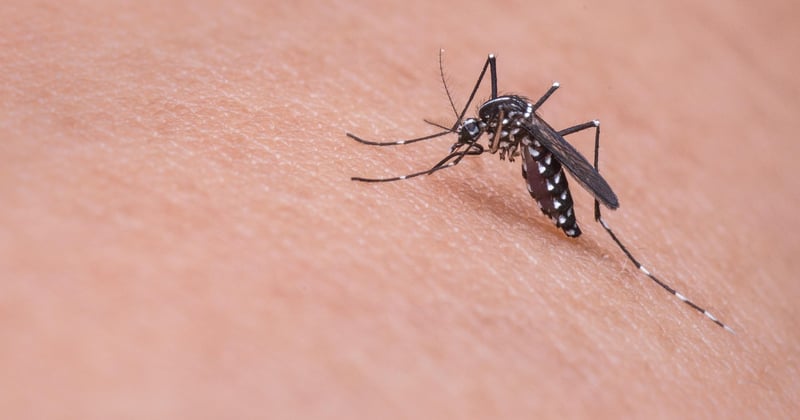 Ces insectes qui piquent la nuit : comment les identifier ?