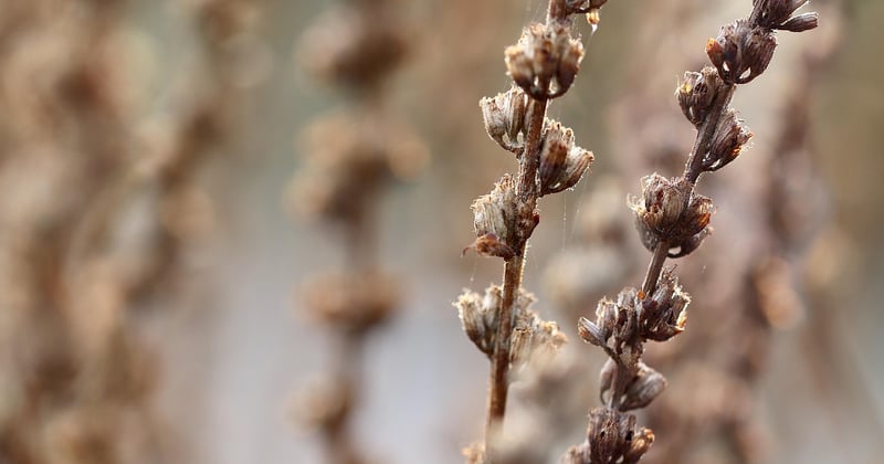 Comment faire chauffer une bouillotte sèche sans micro-ondes facilement