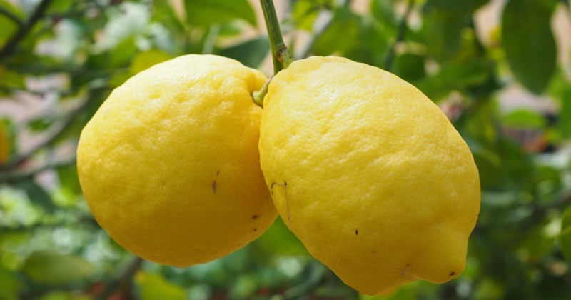Citronnier maladies photos : 10 symptômes à identifier sur vos agrumes