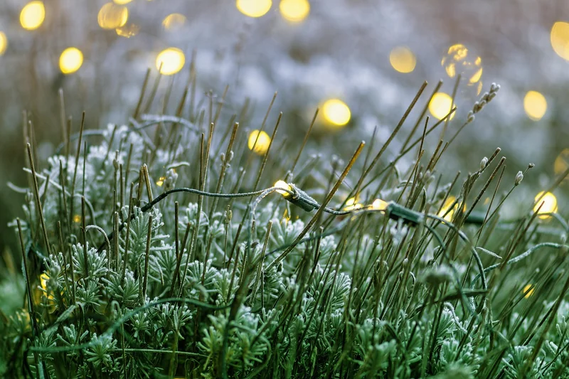 L'éclairage LED horticole : jardiner 24h/24
