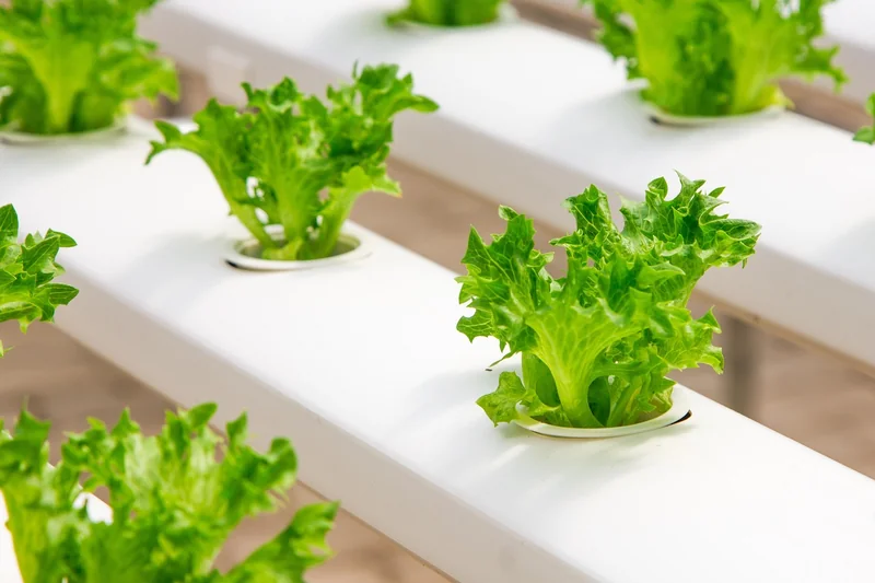 La culture verticale hydroponique pour les petits espaces