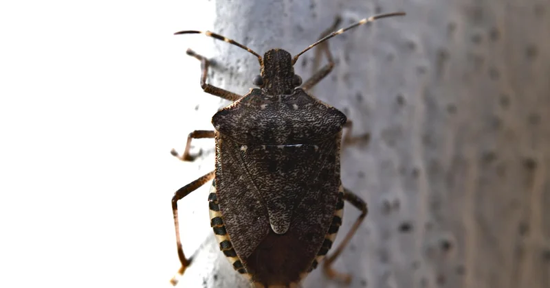 Les cinq insectes qui piquent vraiment la nuit