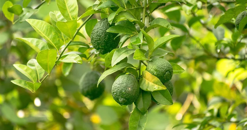Comment traiter un citronnier naturellement