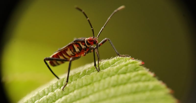 Désinfection appartement : la méthode qui élimine 99,9 % des germes