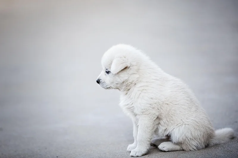 Quand faire appel à un chien renifleur ?