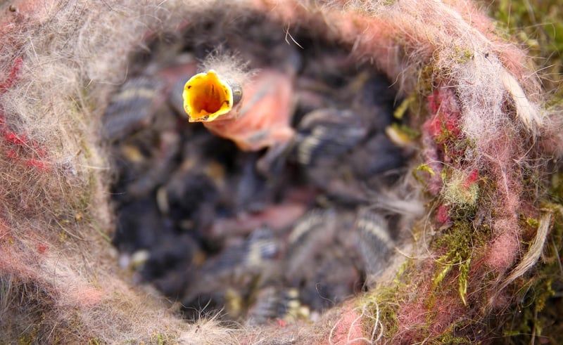 Comment aider un oisillon mésange à s'envoler en toute sécurité en 2026